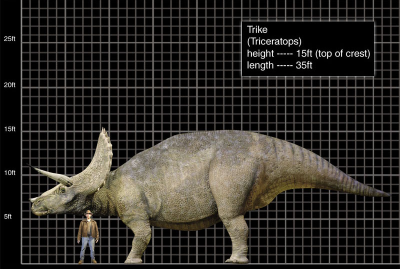 Triceratops horridus (S/F) / (S/F-T/G) / (S/F-S) – Jurassic-Pedia