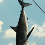 Great White Shark (S/F) / (S/F-Ride)